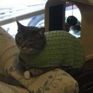 Meet your Posher, Sharitta